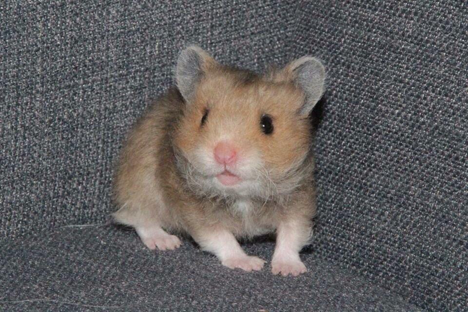 Hamster Colour Point's Phaléne *R.I.P.* billede 7