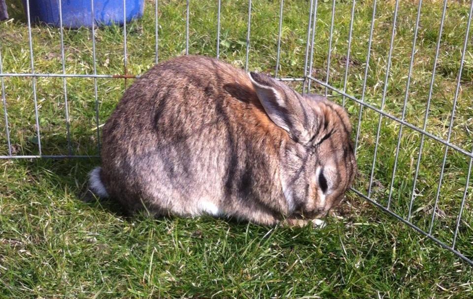 Kanin Blind billede 2