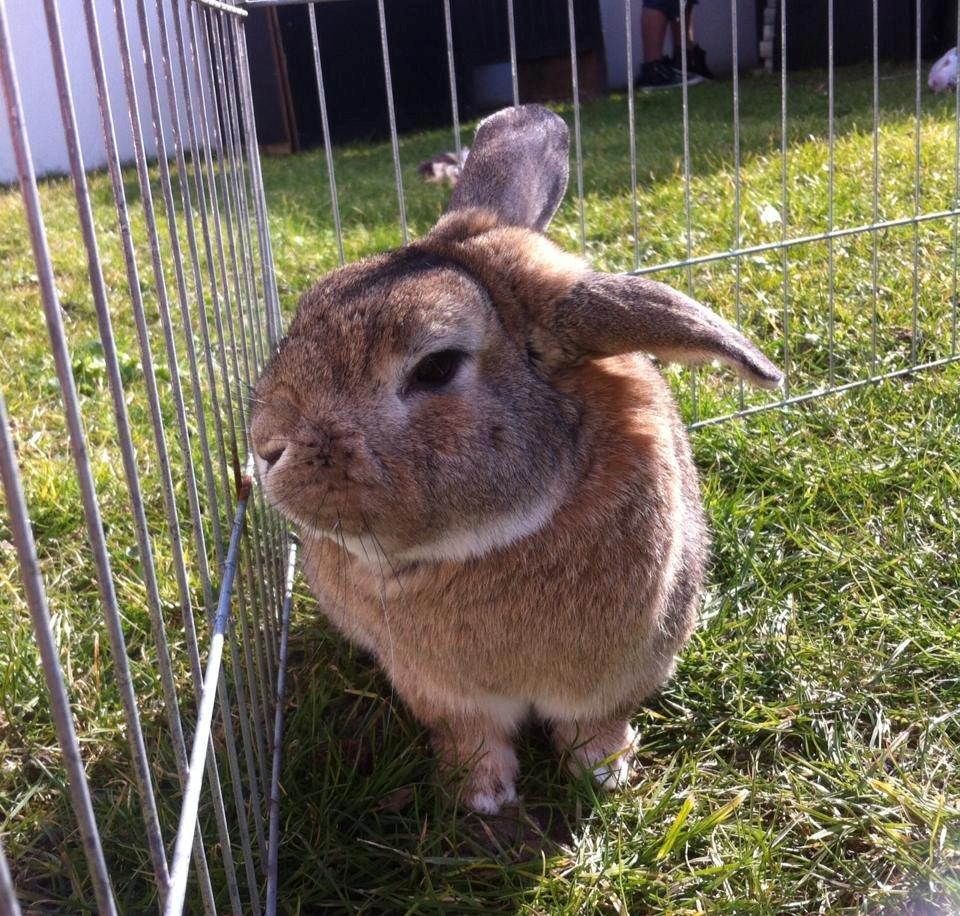 Kanin Blind billede 1