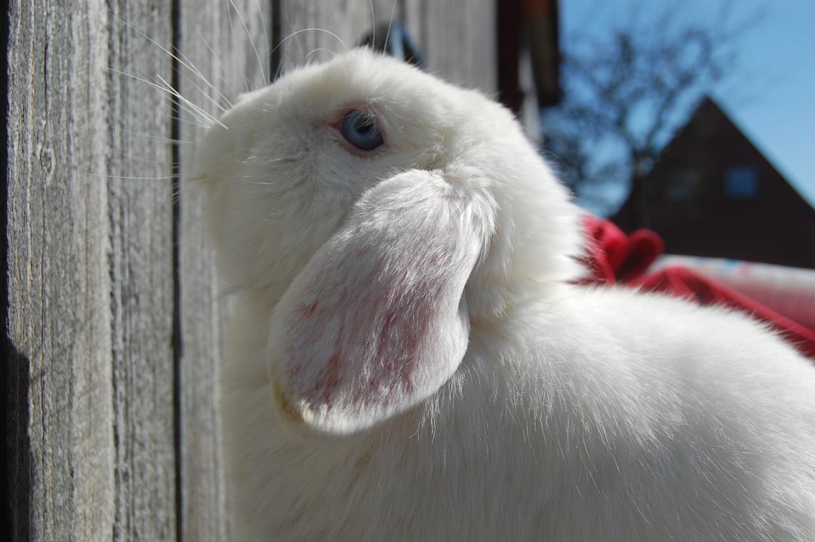 Kanin Cassanova billede 11