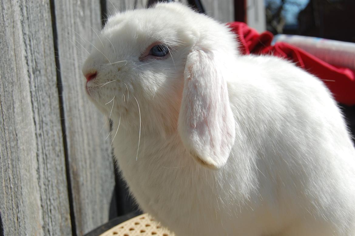 Kanin Cassanova billede 7