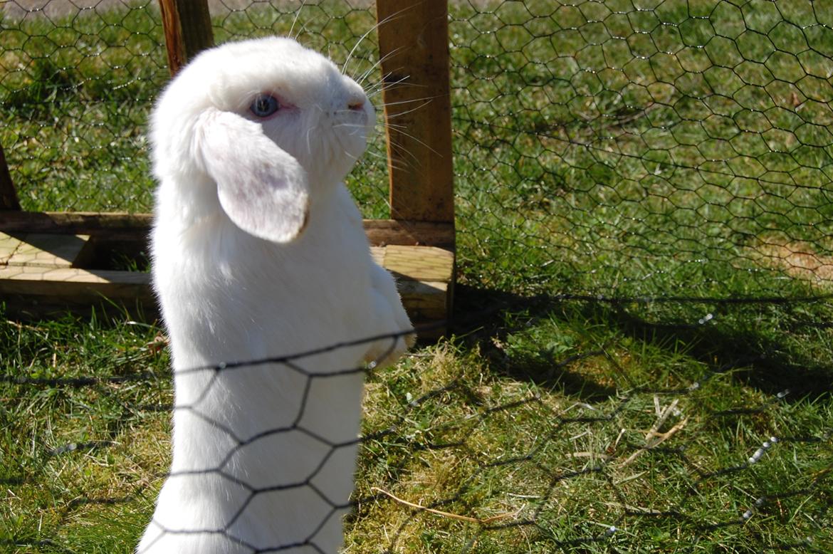 Kanin Cassanova billede 14