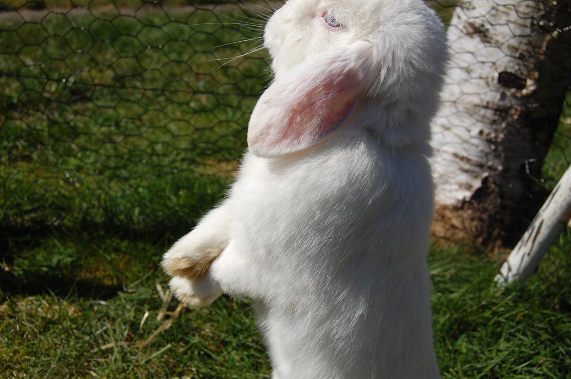 Kanin Cassanova billede 10