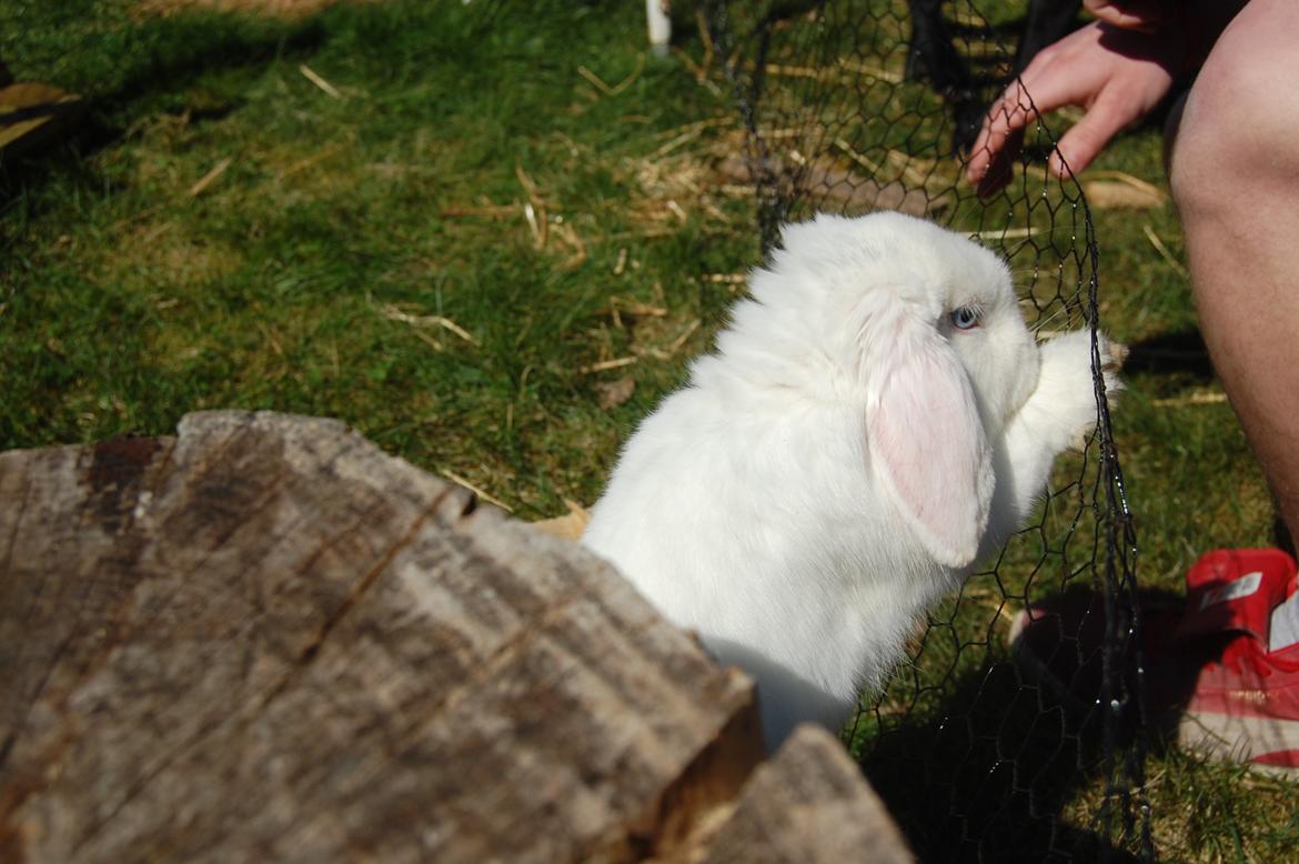 Kanin Cassanova billede 15