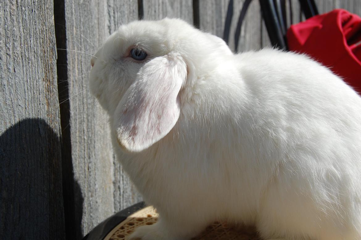 Kanin Cassanova billede 12