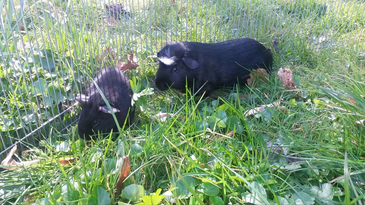 Marsvin Hitchcock billede 8