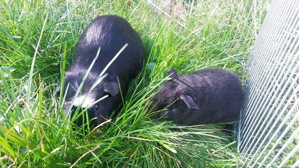 Marsvin Hitchcock billede 10