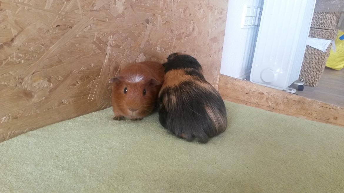 Marsvin Caro DingleHopper billede 13