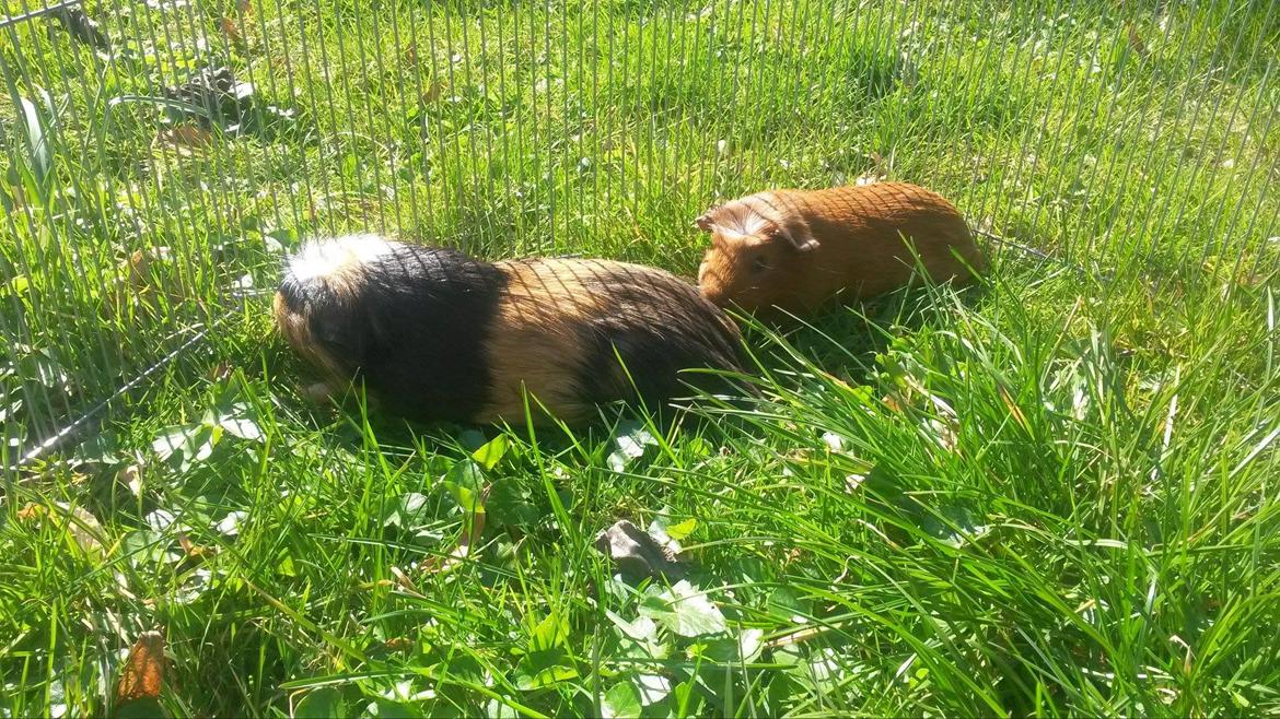 Marsvin Caro DingleHopper billede 12