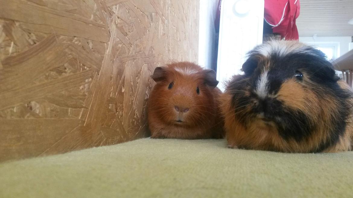 Marsvin Caro DingleHopper billede 15