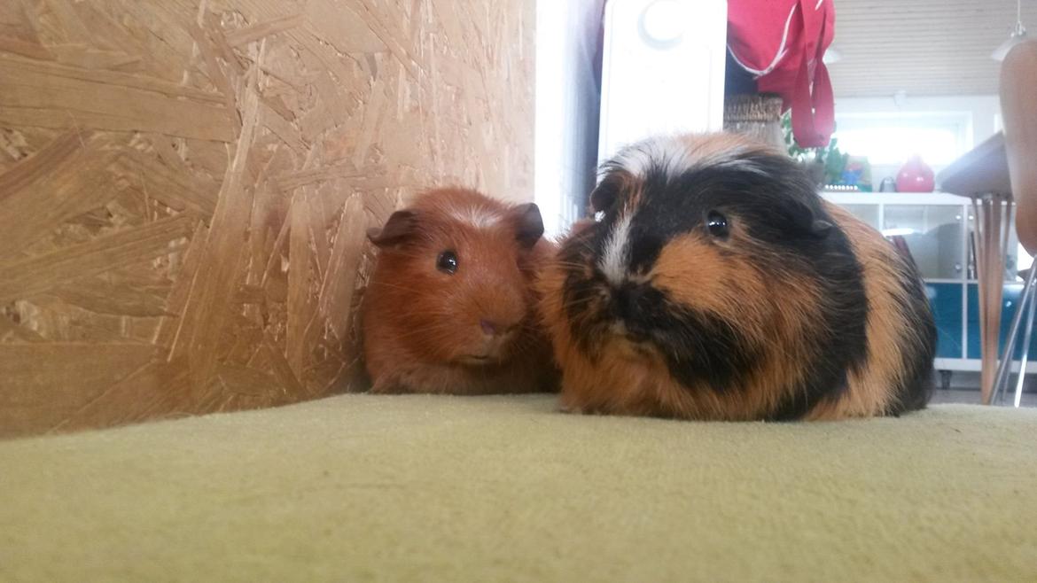 Marsvin Caro DingleHopper billede 17