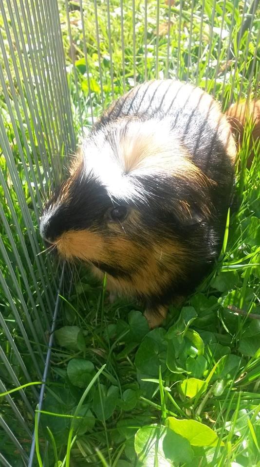 Marsvin The Minnow billede 5