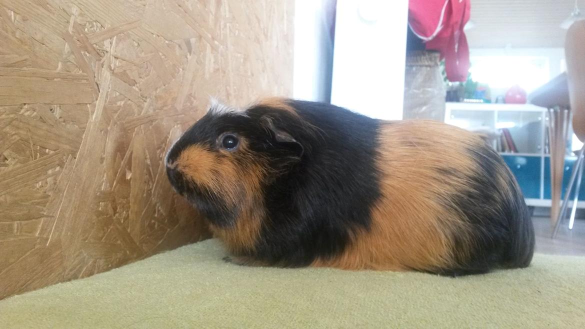 Marsvin The Minnow billede 1