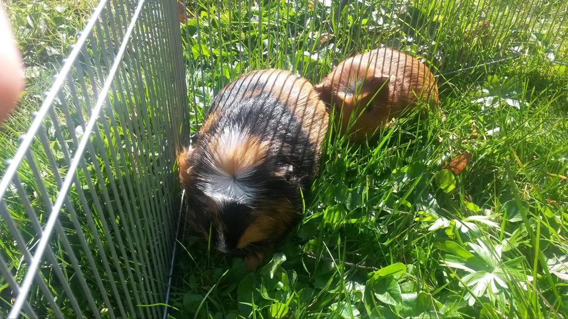 Marsvin The Minnow billede 6