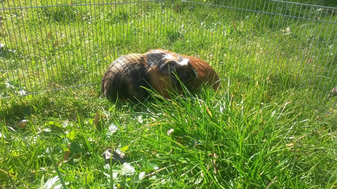 Marsvin The Minnow billede 8