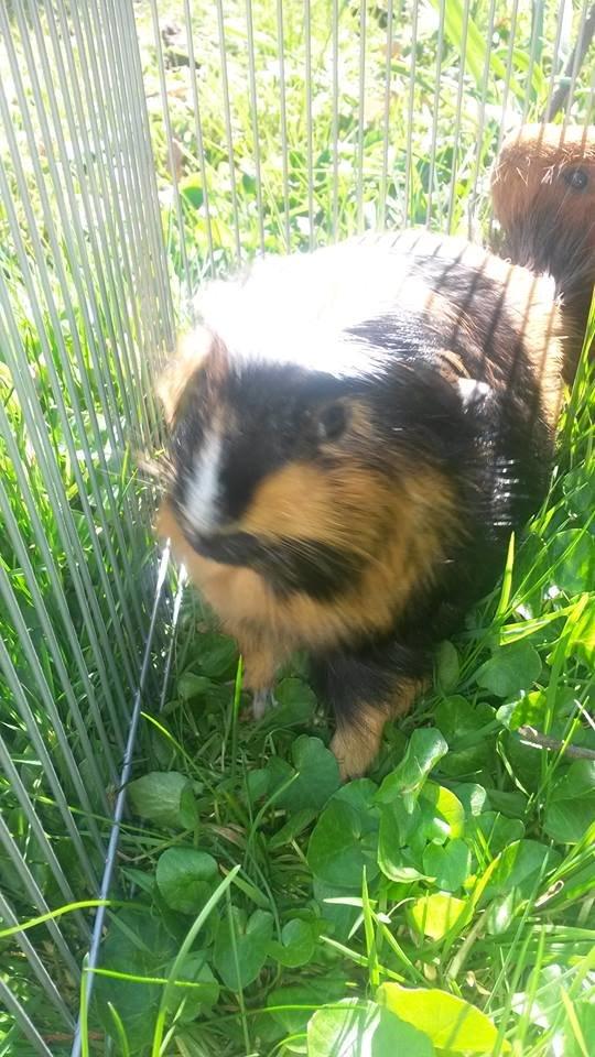 Marsvin The Minnow billede 3