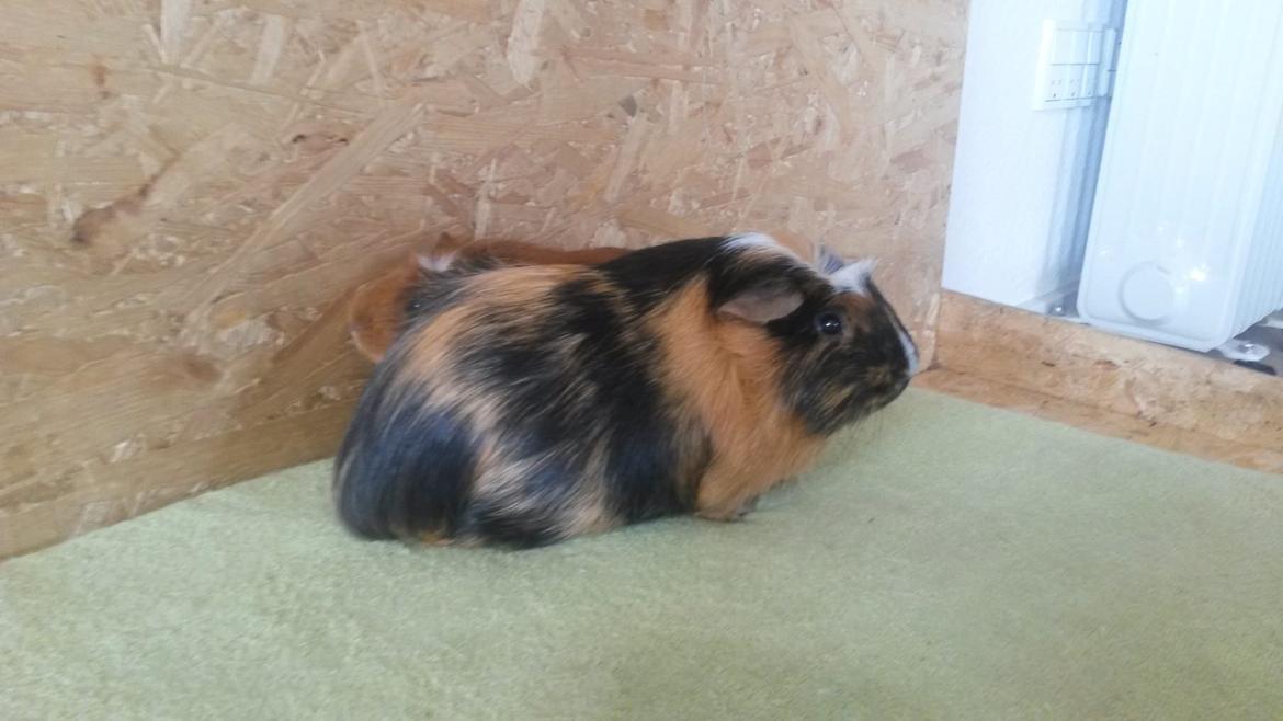 Marsvin The Minnow billede 7