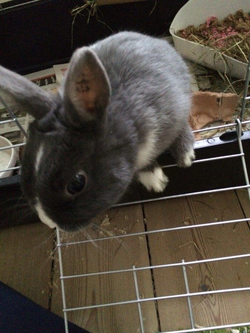 Kanin Candy billede 31