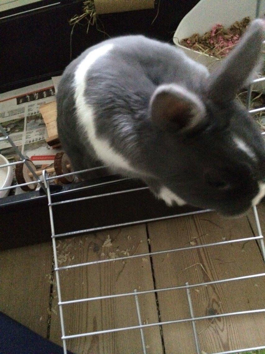 Kanin Candy billede 30