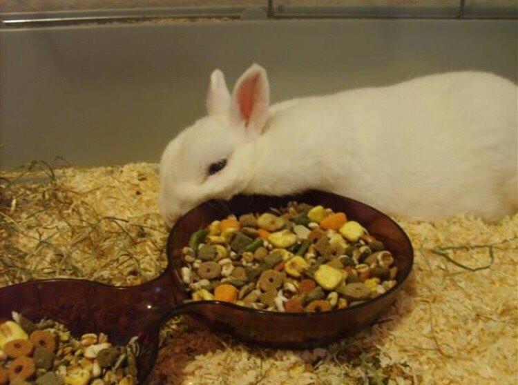 Kanin Brandy (R.I.P) billede 1