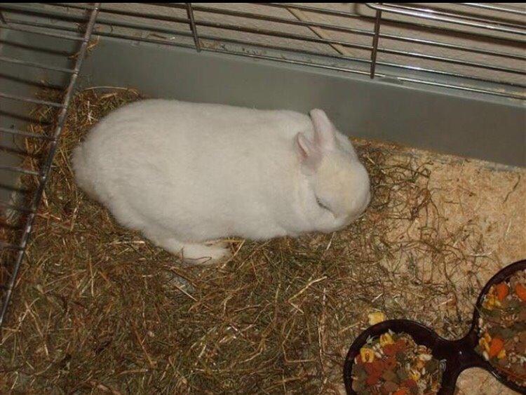 Kanin Brandy (R.I.P) billede 2