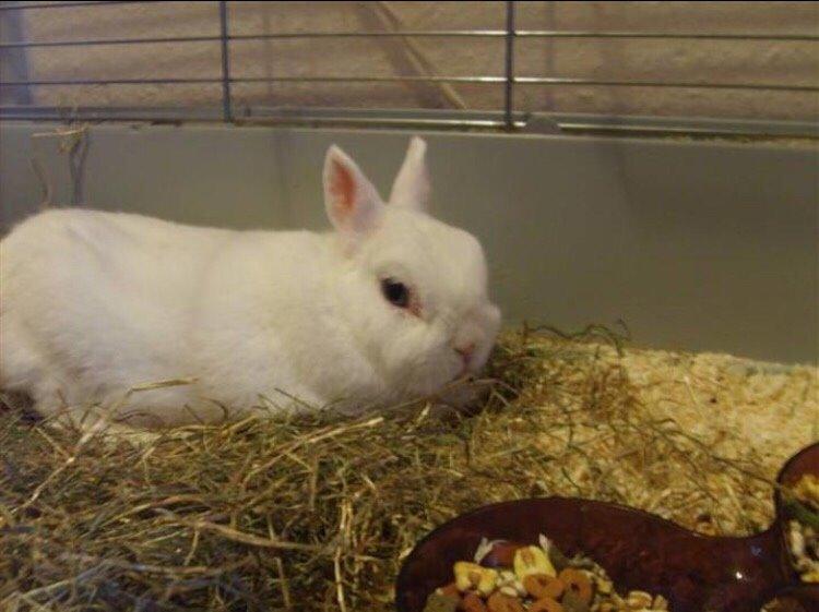 Kanin Brandy (R.I.P) billede 3