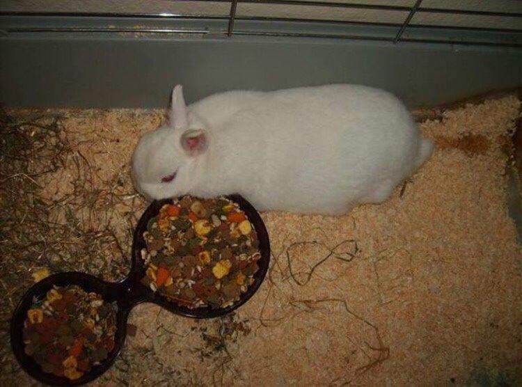 Kanin Brandy (R.I.P) billede 4