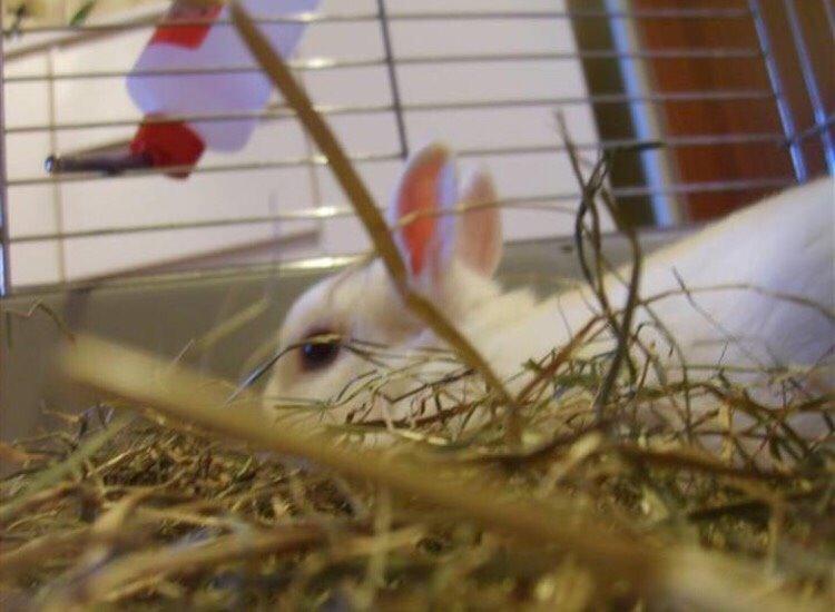 Kanin Brandy (R.I.P) billede 6