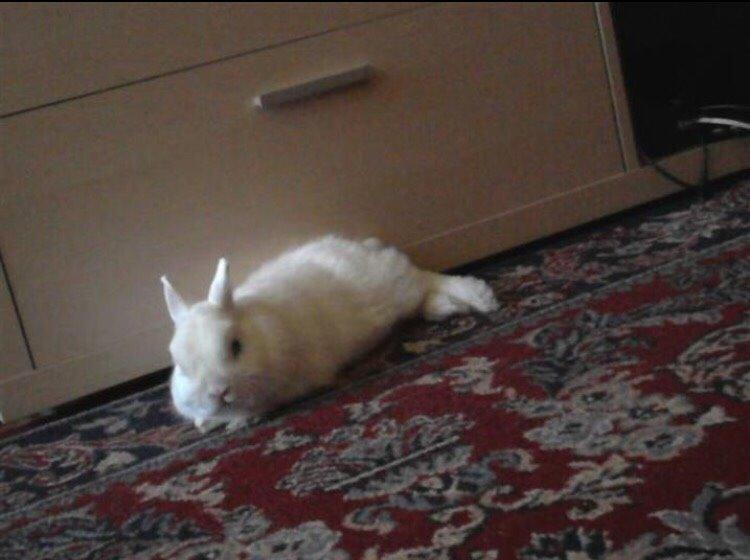 Kanin Brandy (R.I.P) billede 8