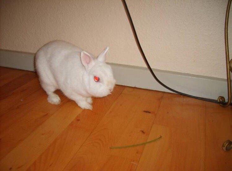 Kanin Brandy (R.I.P) billede 7