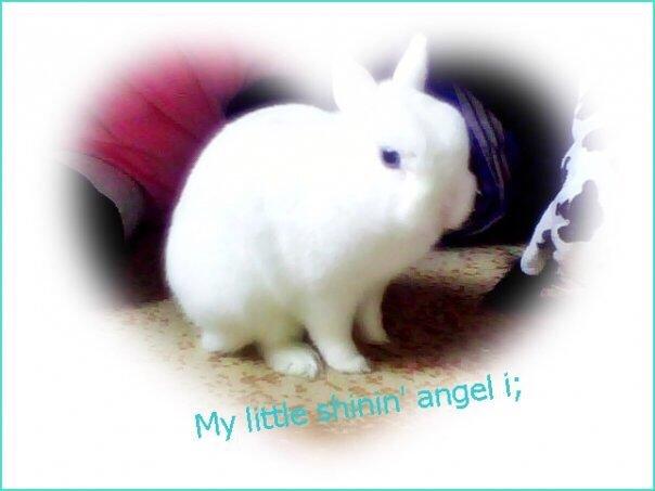 Kanin Brandy (R.I.P) billede 10