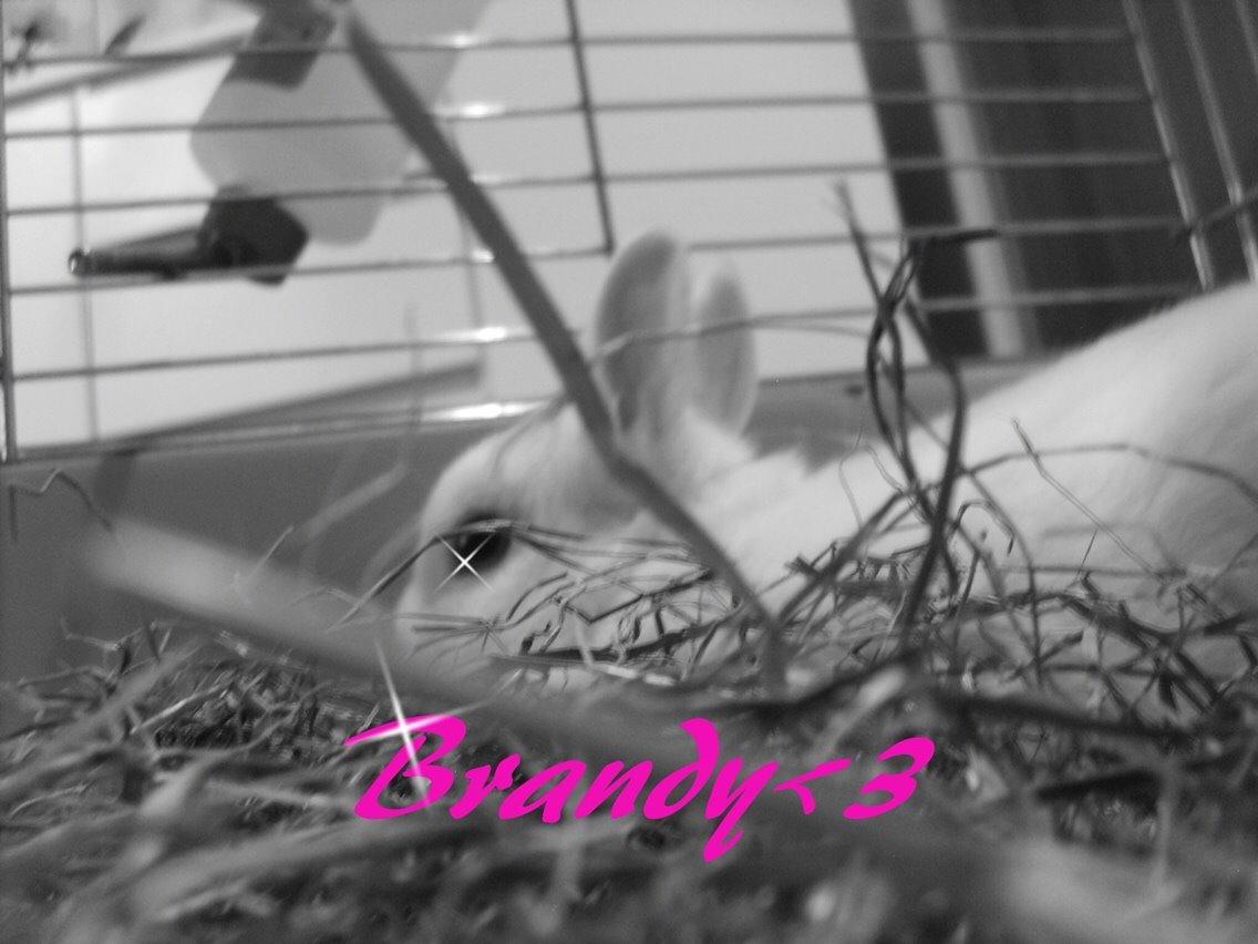 Kanin Brandy (R.I.P) billede 9
