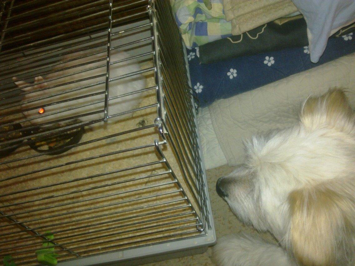 Kanin Brandy (R.I.P) billede 11