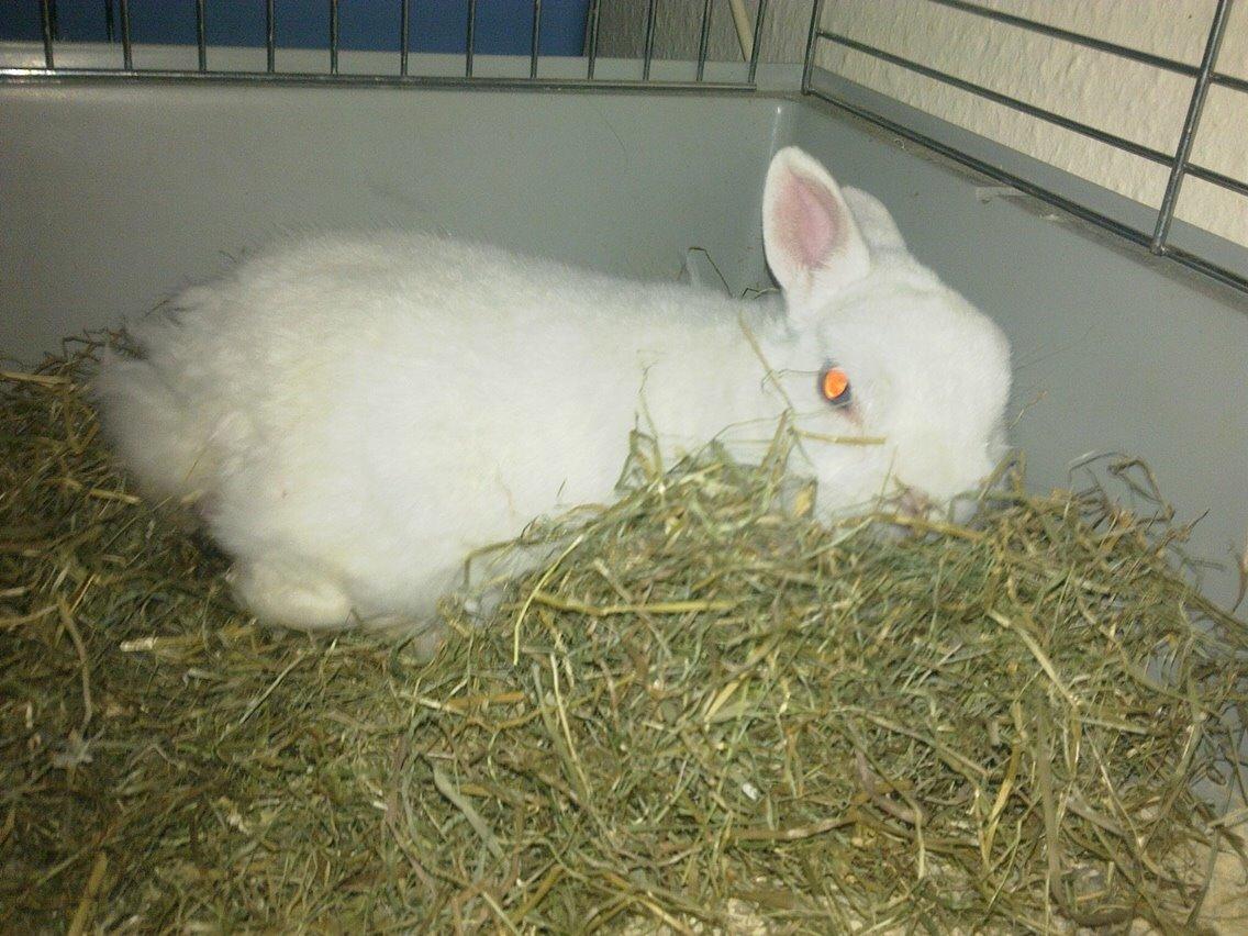 Kanin Brandy (R.I.P) billede 12