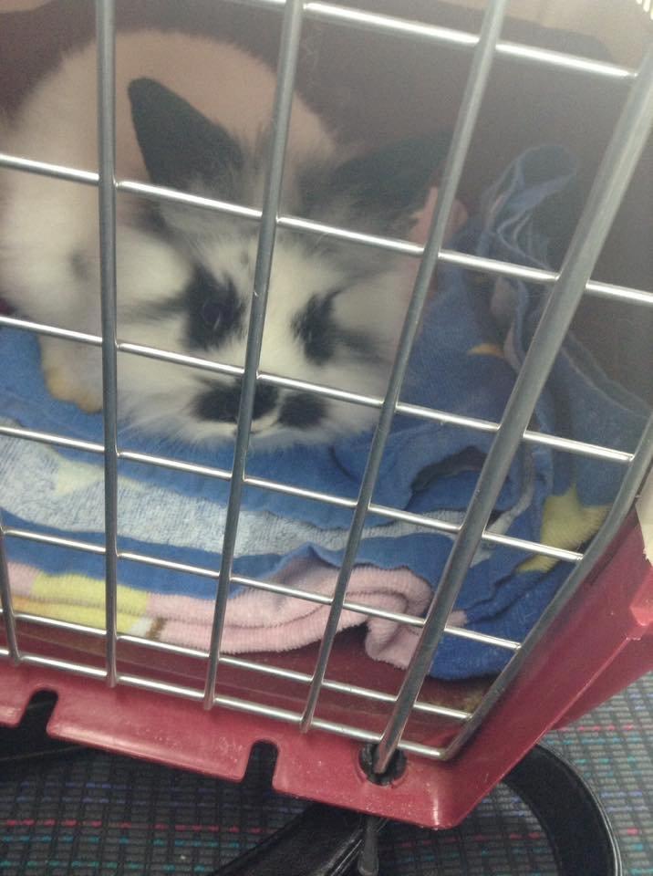 Kanin Flora - Hehe, køreturen var ikke så god ;) billede 2