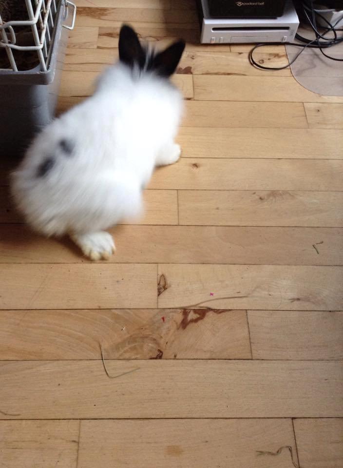Kanin Flora - Vi SKULLE da også undersøge ALT! billede 5