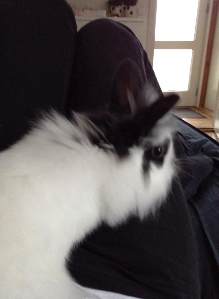 Kanin Flora billede 6