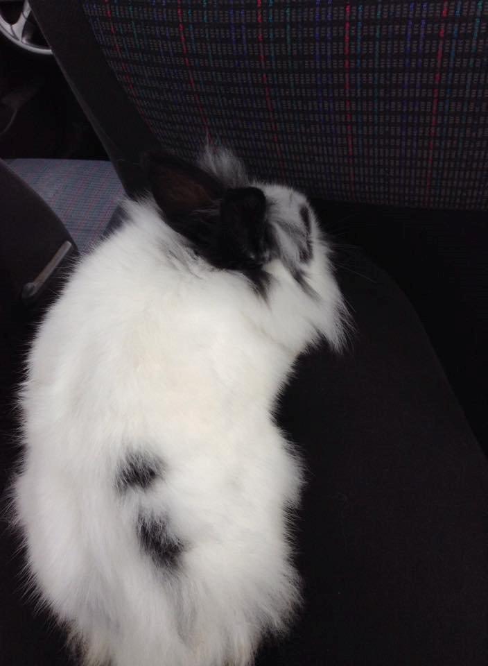 Kanin Flora - I Bilen, da hun blev tryg billede 4