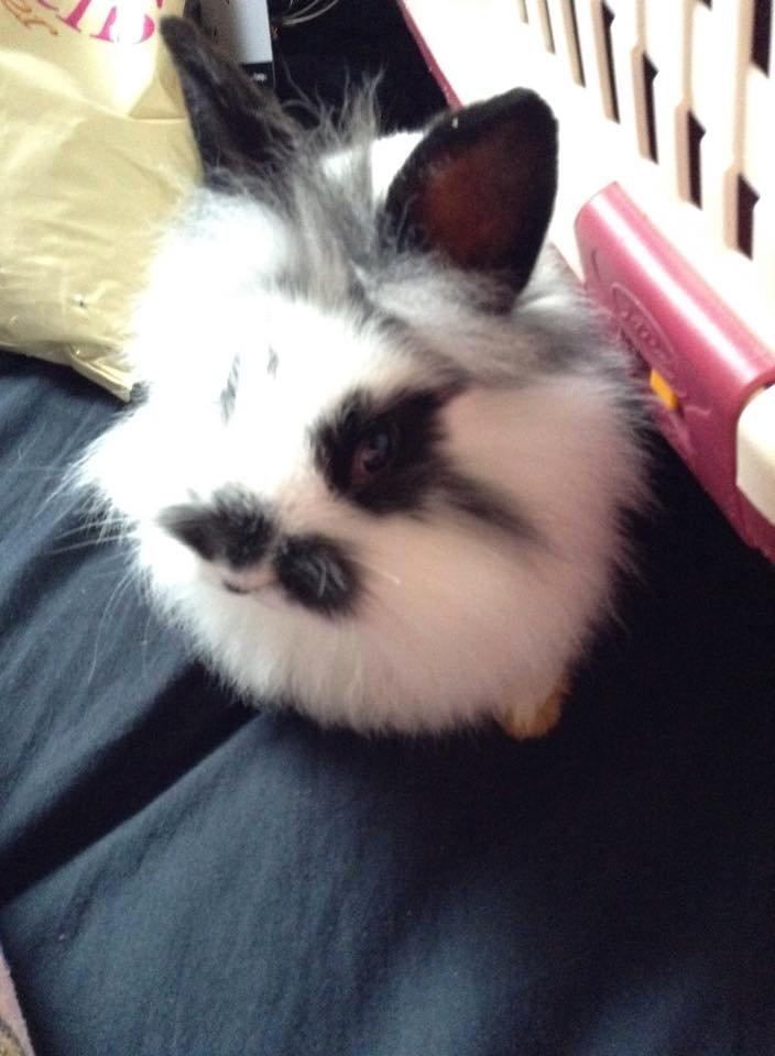 Kanin Flora - Velkommen til Flora's profil billede 1