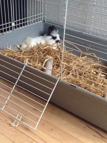 Kanin Flora billede 7