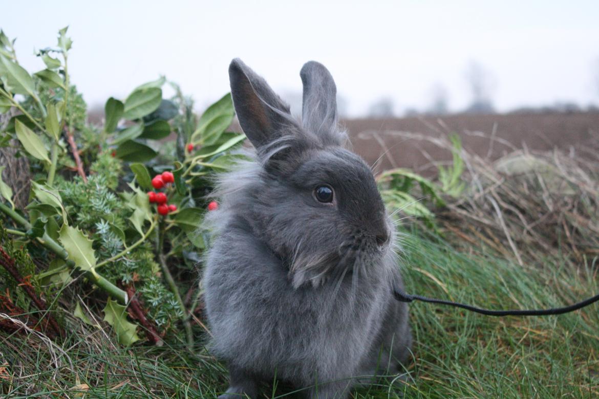 Kanin Silke Svendsen - 18/12-2013 billede 2