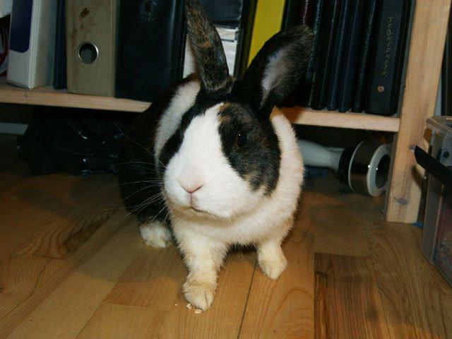 Kanin Popcorn Hollænder billede 21