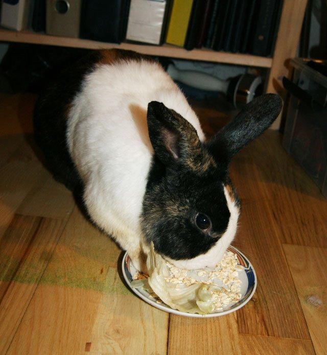 Kanin Popcorn Hollænder billede 22