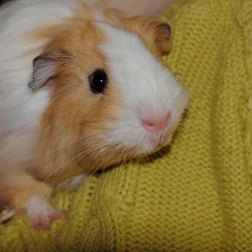 Marsvin Eskild - Eskild der putter hos mig. billede 25