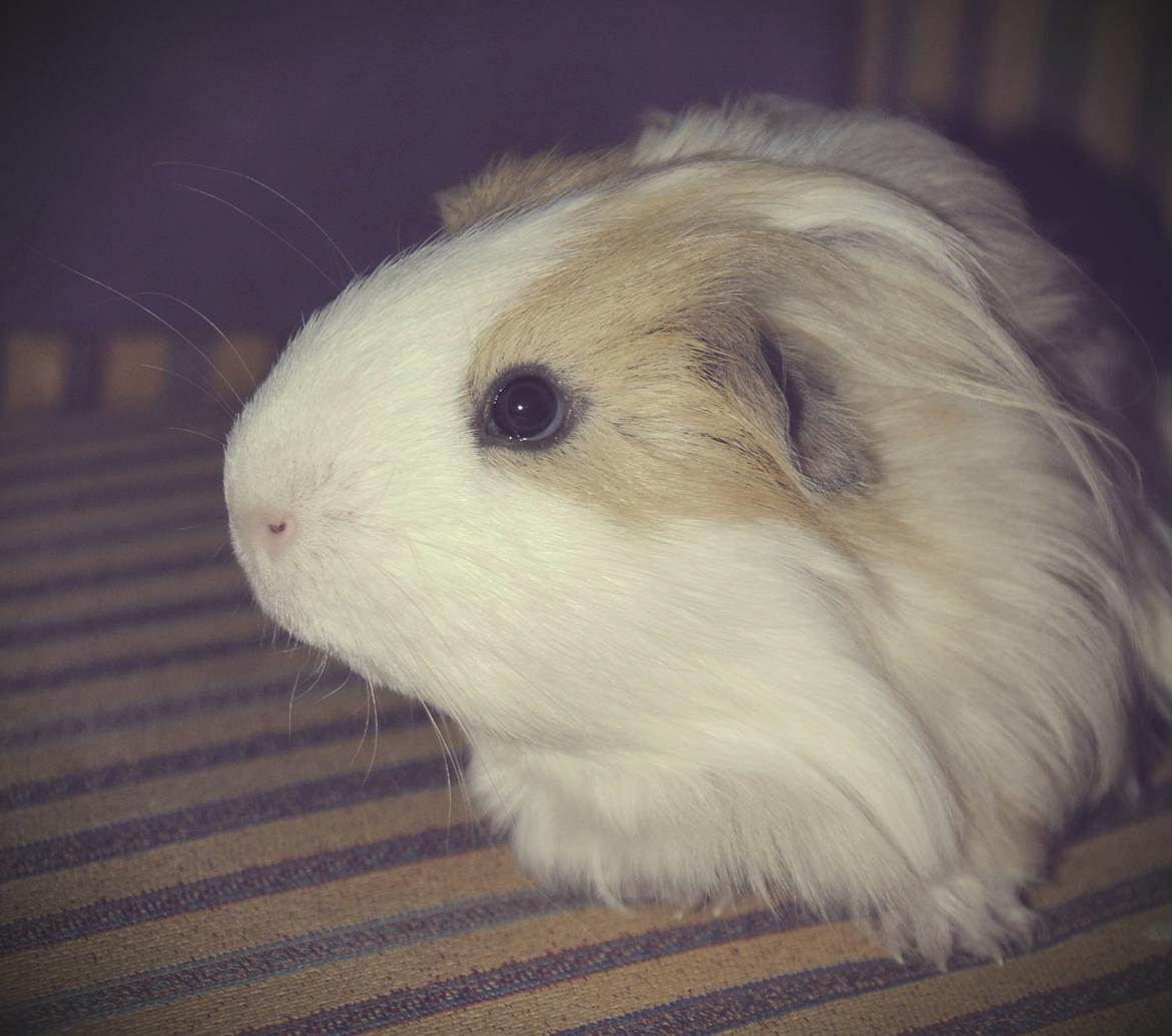 Marsvin Eskild - I profil, sikke en flot fyr <3. billede 17