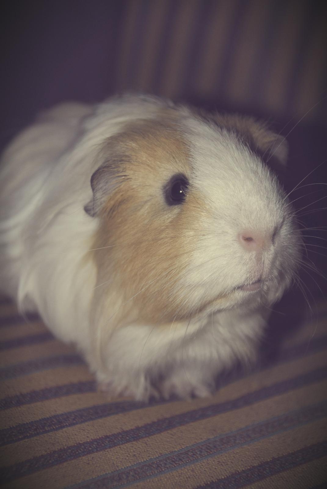 Marsvin Eskild - Søde nysgerrige Eskild, der poserer for kameraet! billede 15