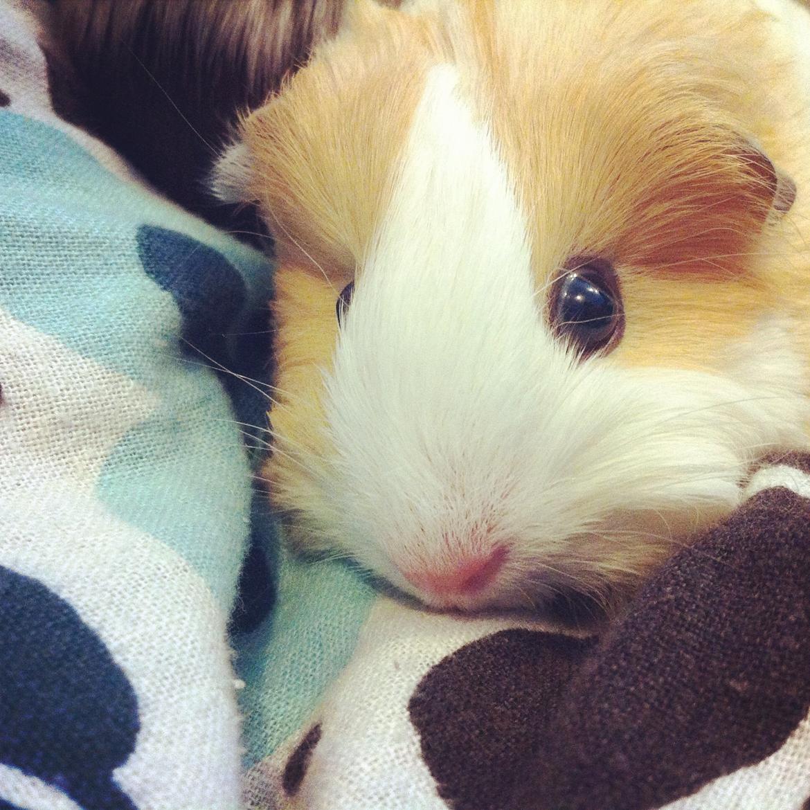 Marsvin Eskild - Dengang Eskild kun var 4 uger gammel. billede 26