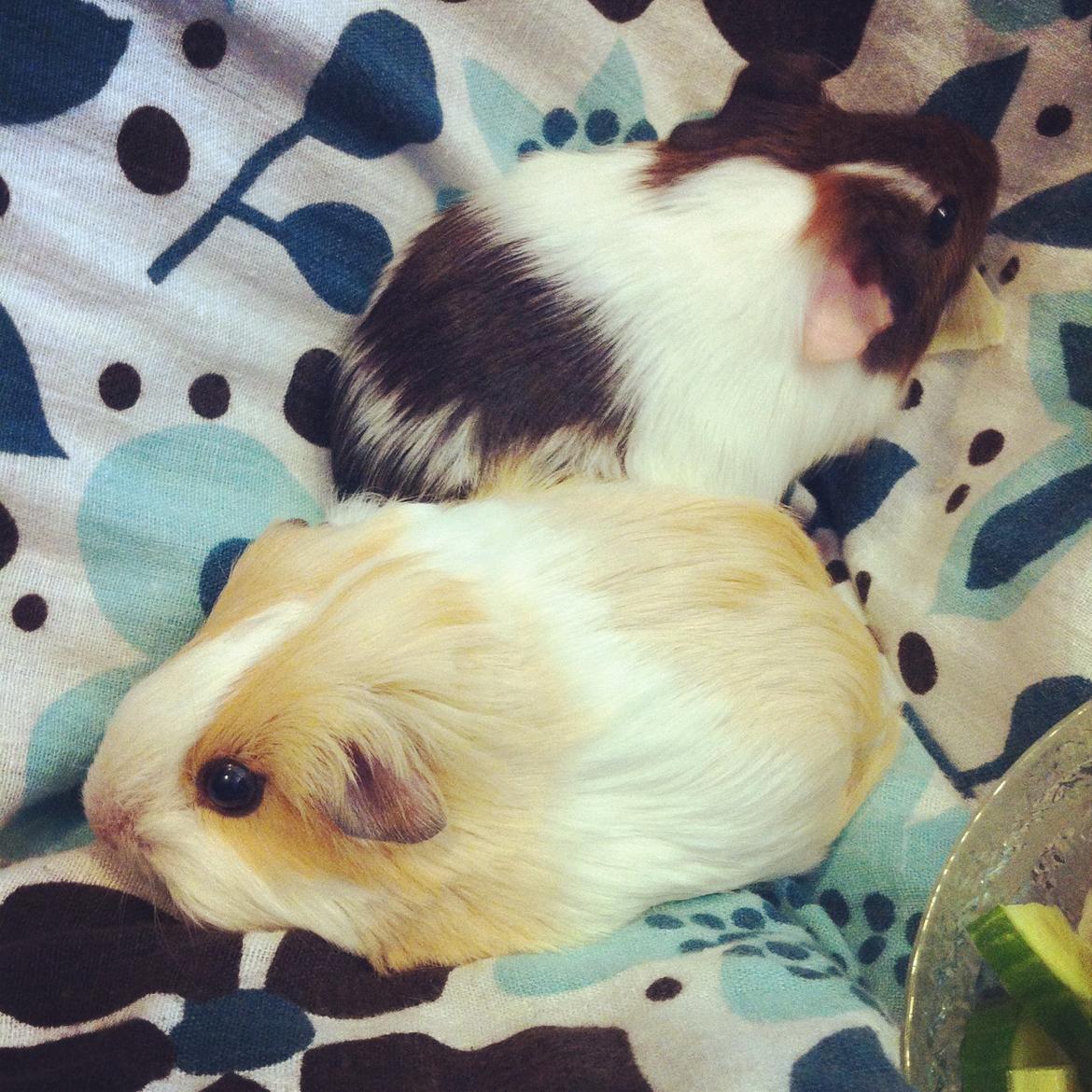 Marsvin Eskild - Eskild, 4 uger sammen med sin davørende legekammerat Valdemar. billede 27