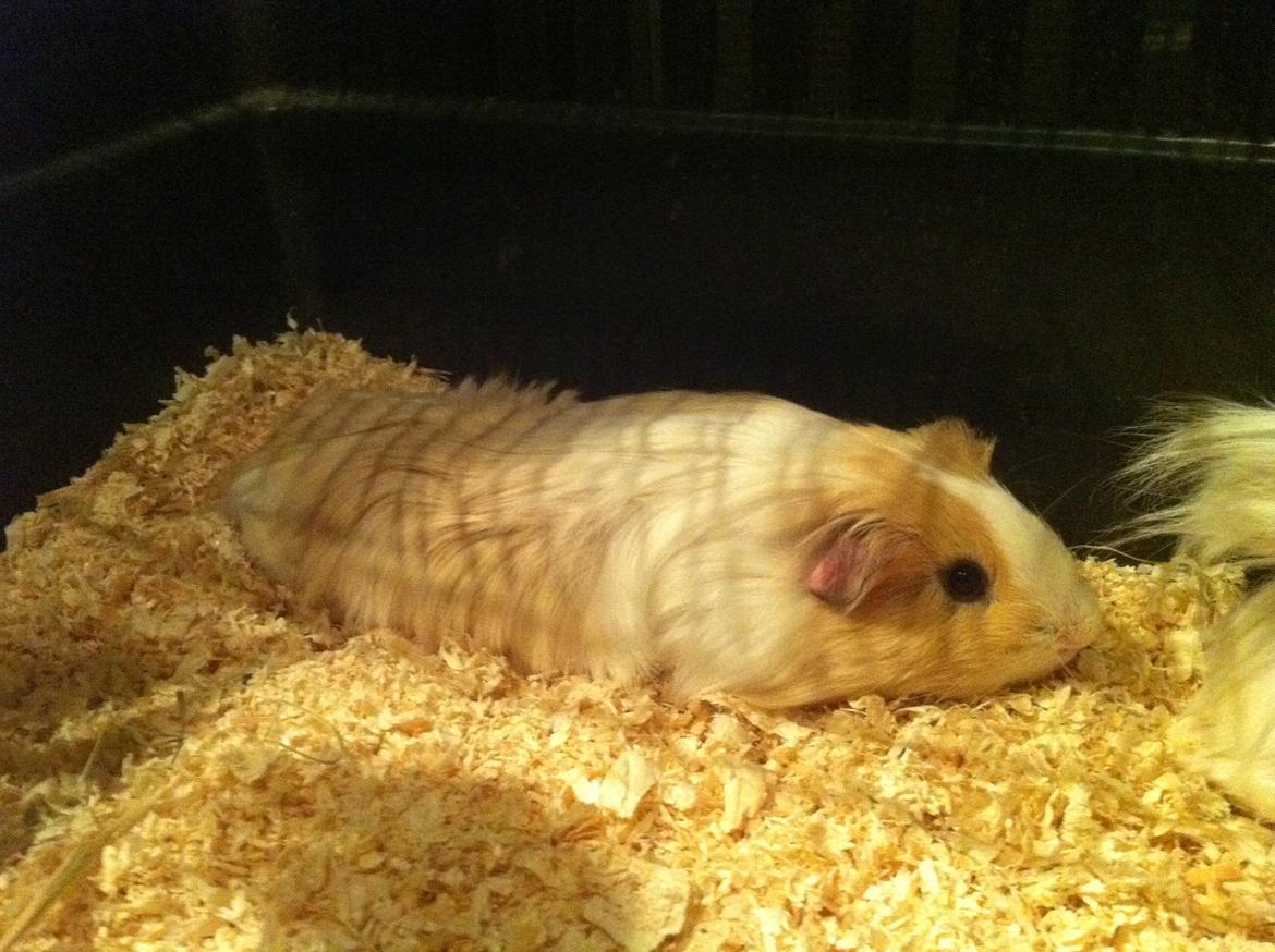 Marsvin Eskild - Eskild holder virkelig meget af at flade ud. billede 21