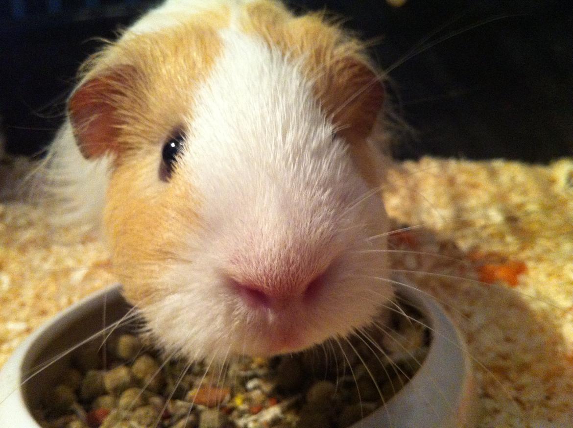 Marsvin Eskild - "Heeeeeeej med dig!" siger Eskild. billede 16